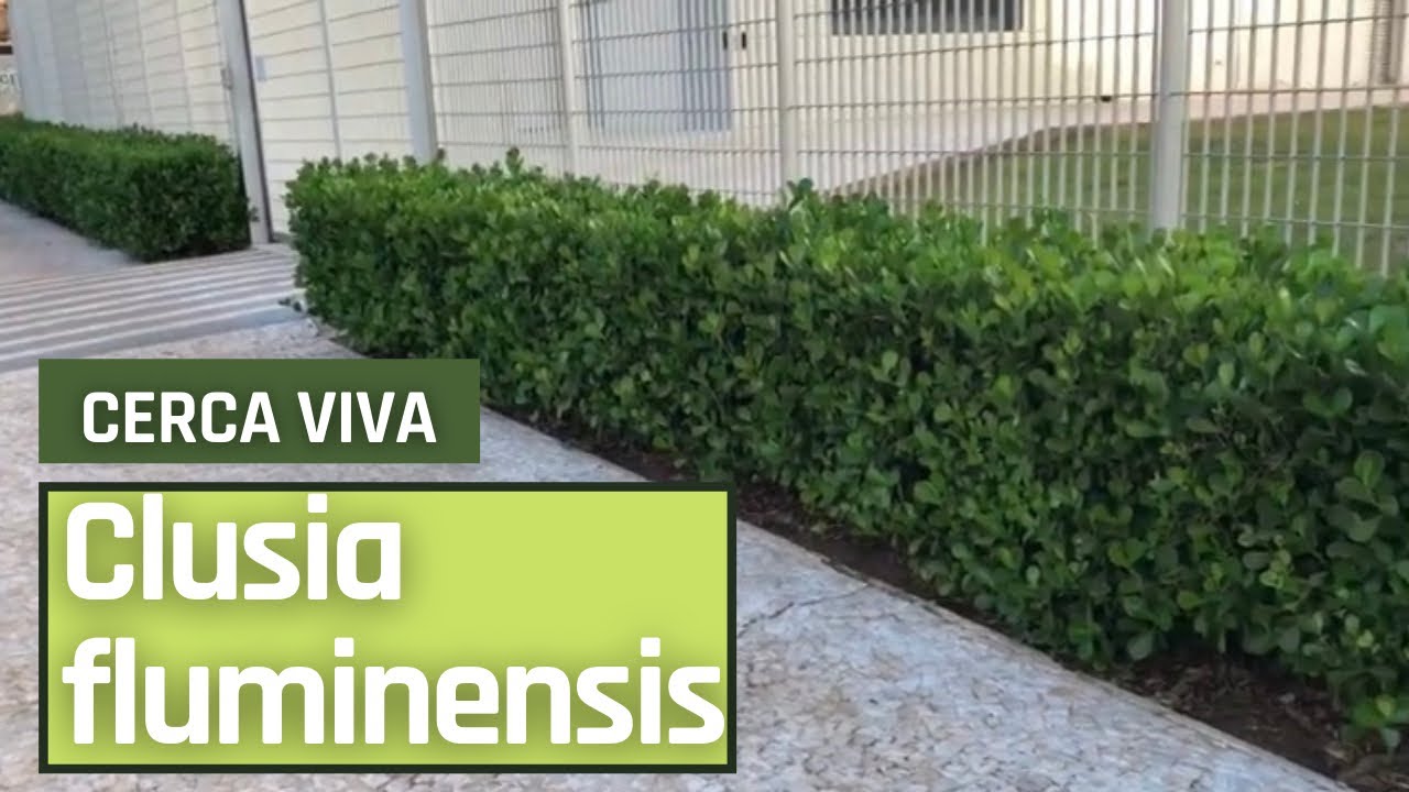 CLUSIA FLUMINENSIS - DICAS E CUIDADOS
