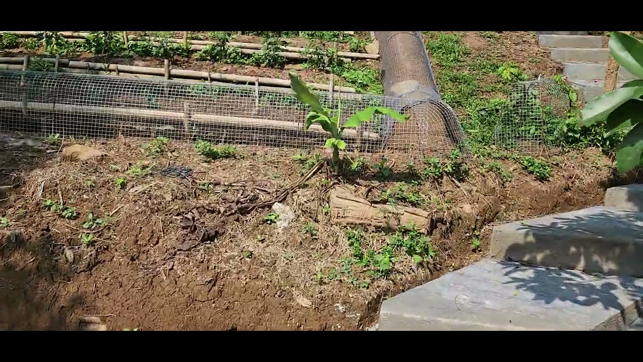 Membuat Terowongan Ayam (Chicken Tunnel)