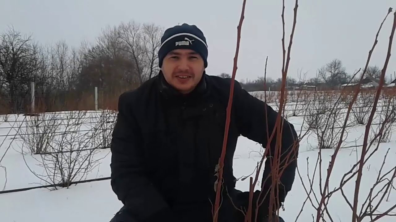 Блюкроп-обрезка кустов голубики