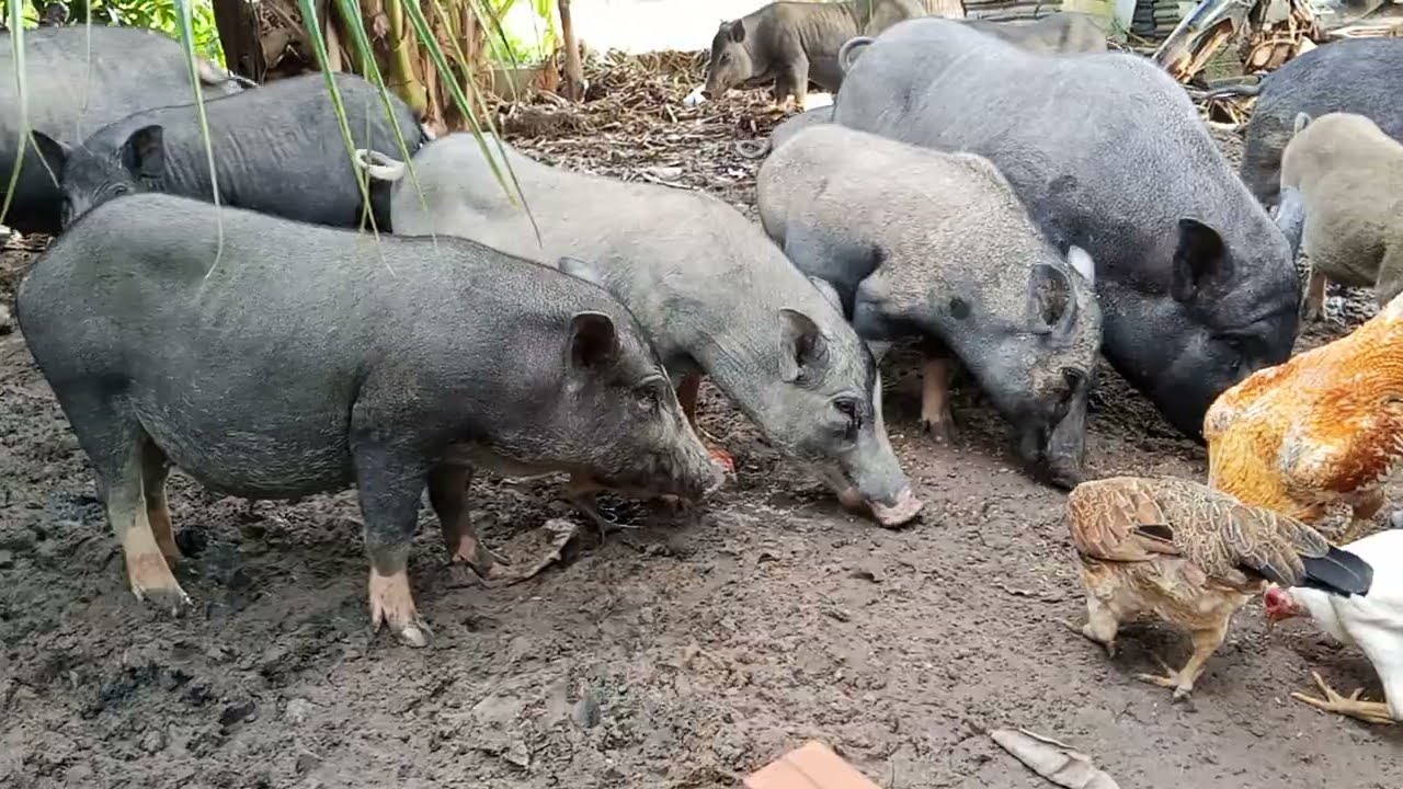 Wild boars hood are eating together..