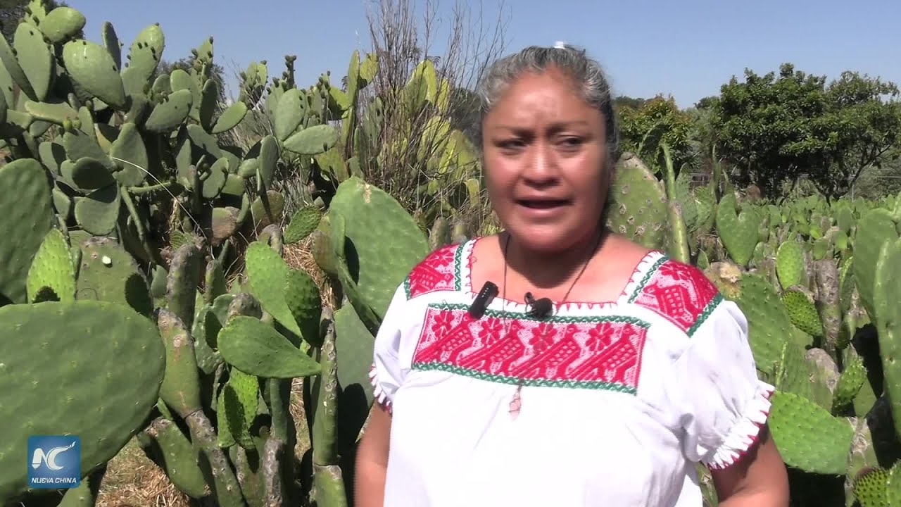 El nopal se alza en México como verdadero tesoro cultural y gastronómico