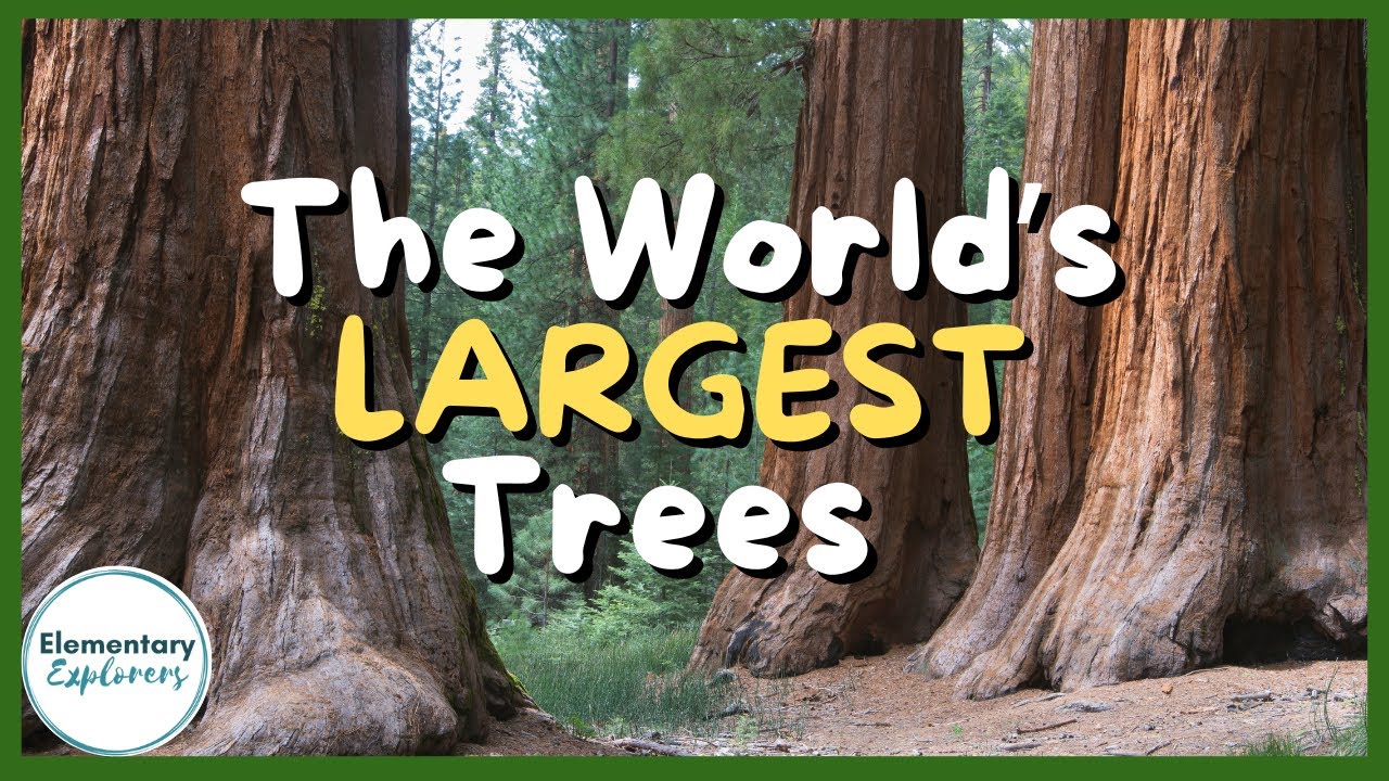 The LARGEST Trees in the World! - Sequoia and Kings Canyon National Parks