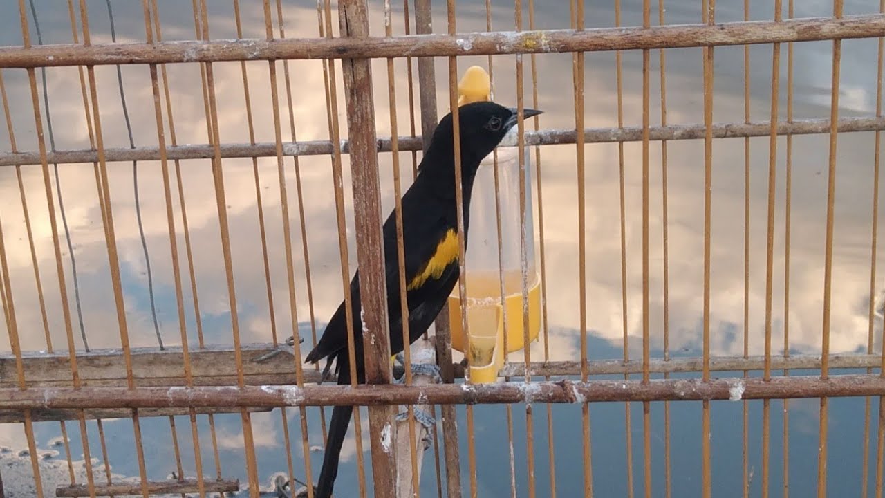 Alimentação do xexéu de bananeira!