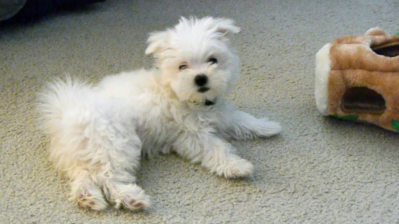 Cute Maltese puppy dog playing stuck in toy tree stump funny videos Plainfield puppies doing things