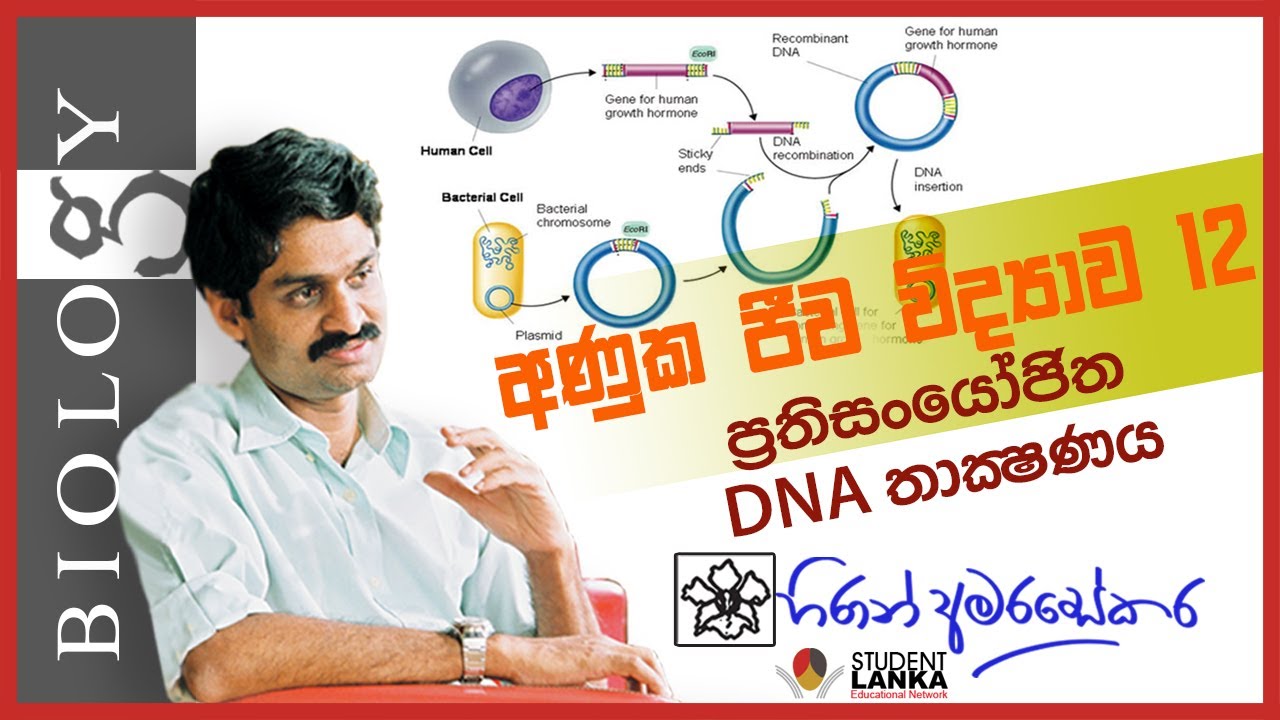A/L Molecular Biology - 12 Recombinant DNA technology  ප්‍රතිසංයෝජිත DNA තාක්ෂනය
