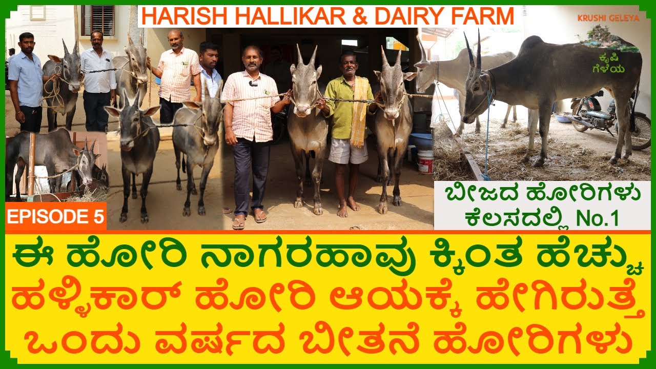 ಈ ಹೋರಿ ನಾಗರಹಾವು ಕ್ಕಿಂತ ಹೆಚ್ಚು | ಹಳ್ಳಿಕಾರ್ ಹೋರಿ ಆಯ್ಕೆ 1 ವರ್ಷದ ಬಿತ್ತನೆ ಹೋರಿಗಳು | Hallikar Selection
