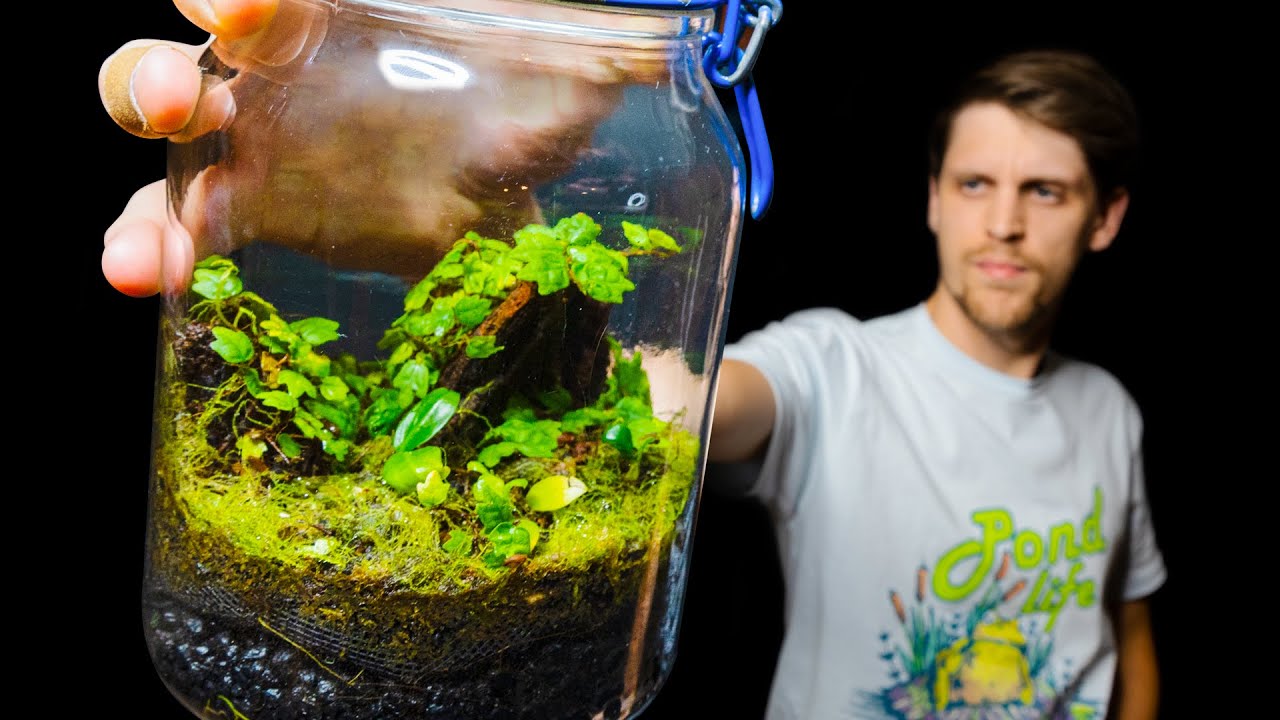 I Can't Believe It - My Closed Terrarium 6 Years Later...