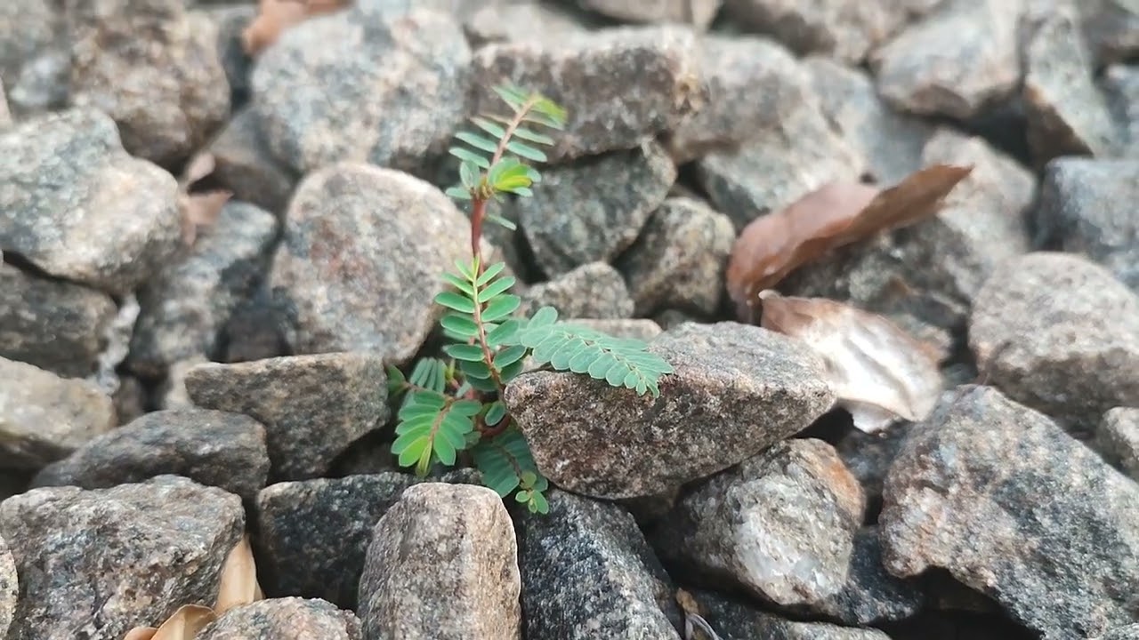 Small Tree Breaking Through Rock &ndash; Nature&rsquo;s Power