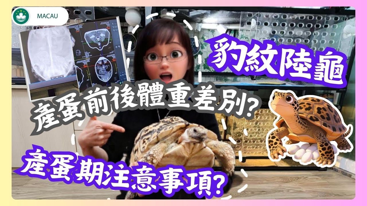 🇲🇴🐢│豹紋陸龜│粵語VLOG│母龜有蛋期間注意事項?產蛋期總算暫時告一段落啦！養陸龜我是認真的！