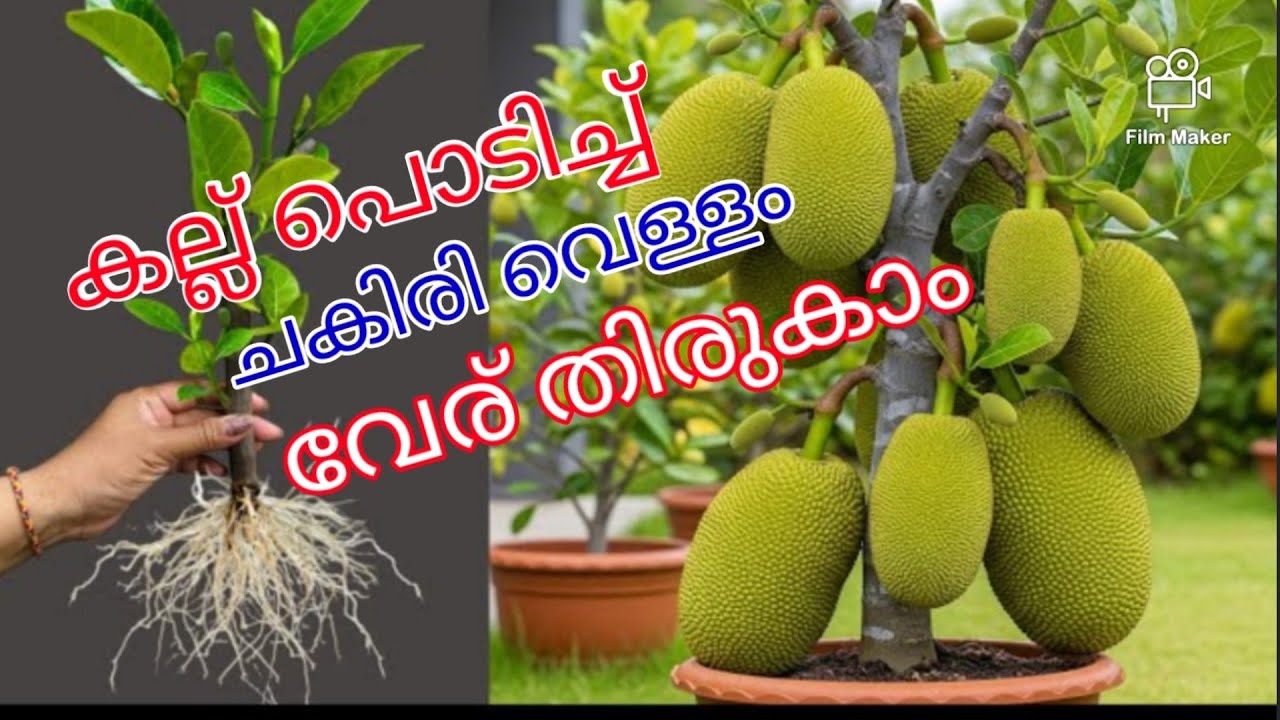 കല്ല് പൊടിച്ച് ചകിരി വെള്ളത്തിൽ കുത്തി ഇറക്കി വേര് പടർന്നു പിടിക്കും 