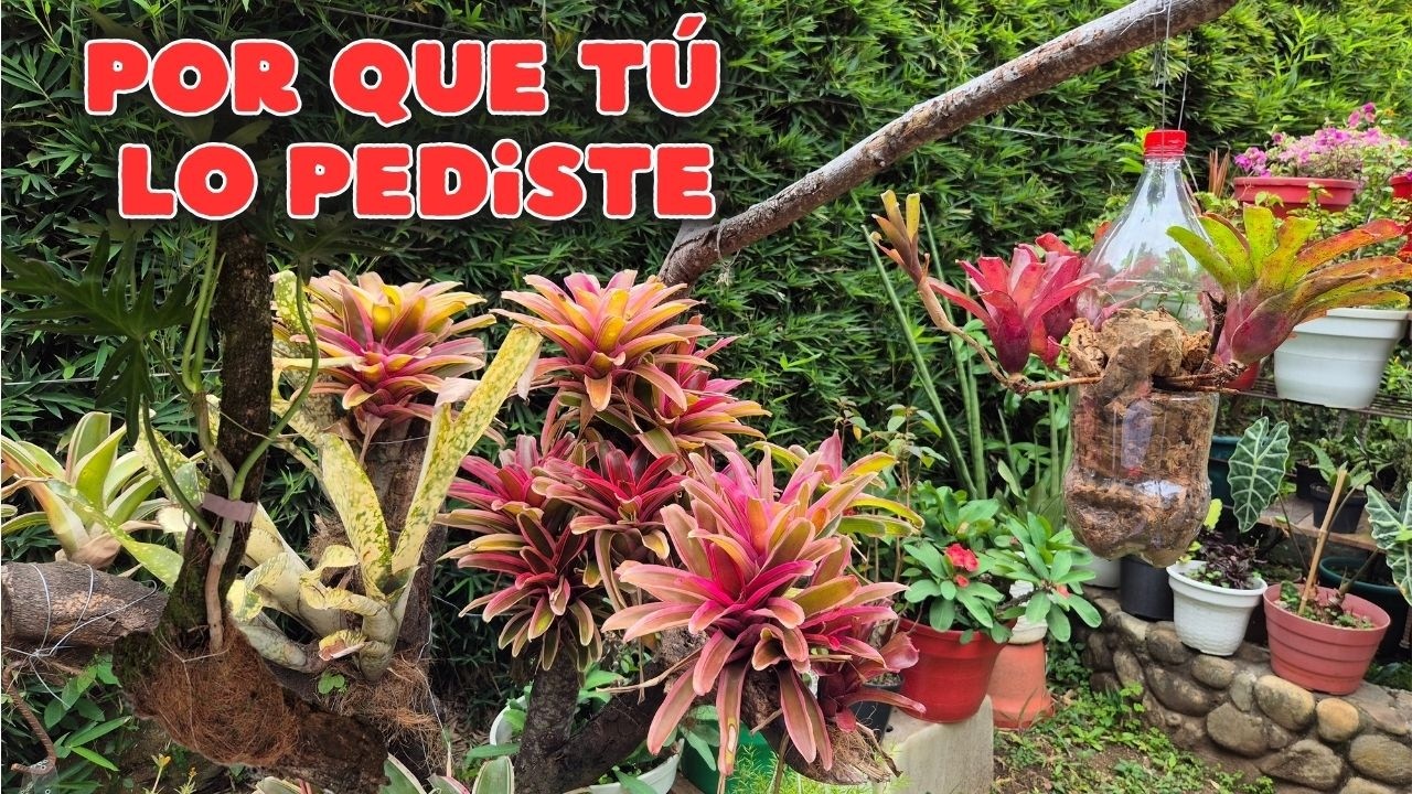 🤔SEMBRANDO PLANTAS SIN MACETA mira que facil es queda genial/Liliana Muñoz