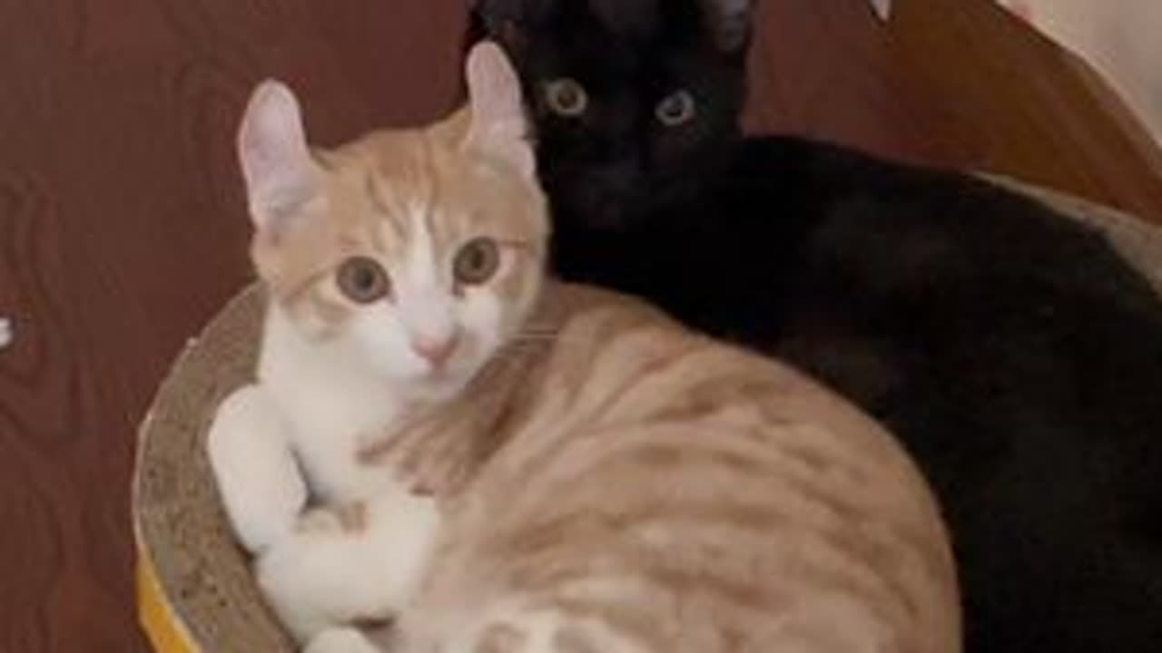 我爱花卷，也爱花卷的孩子#我把我的猫养大啦 #捡了个猫 #萌宠出道计划 #小猫都有被好好爱着 #卷耳猫花卷