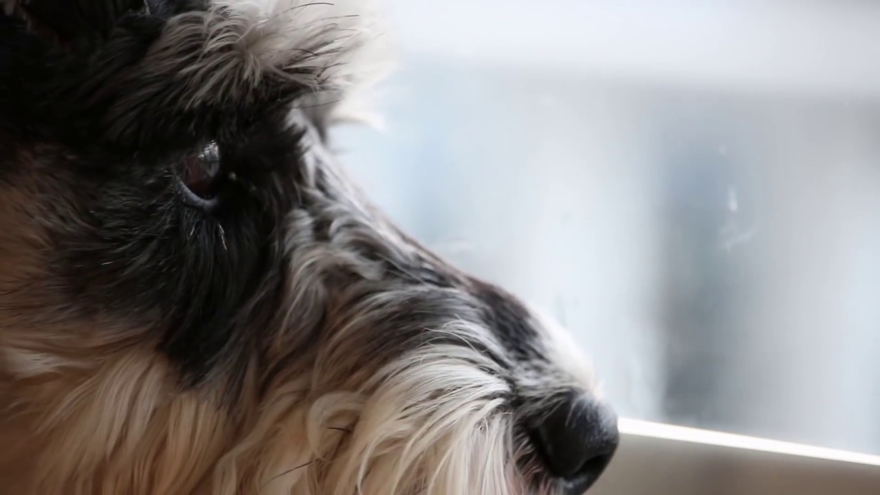 Mini Schnauzer Puppy Home Alone #PetsAddLife