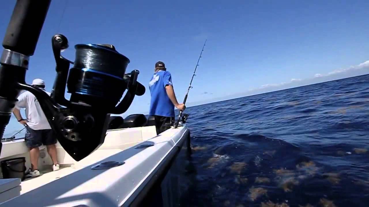 Dolphin Trolling and Fishing -- How to Catch Dolphin