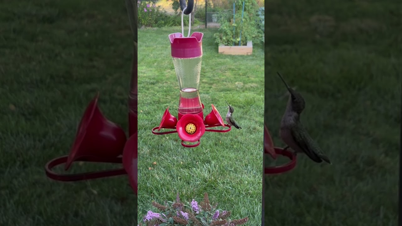 Hummingbird visit.