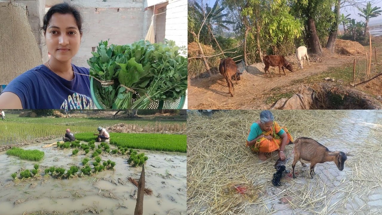 সুন্দরবনের প্রত্যন্ত গ্রামে ধান রোয়া/ছাগলের বাচ্চা হওয়া/সবজি বাগান থেকে সবজি তোলা।