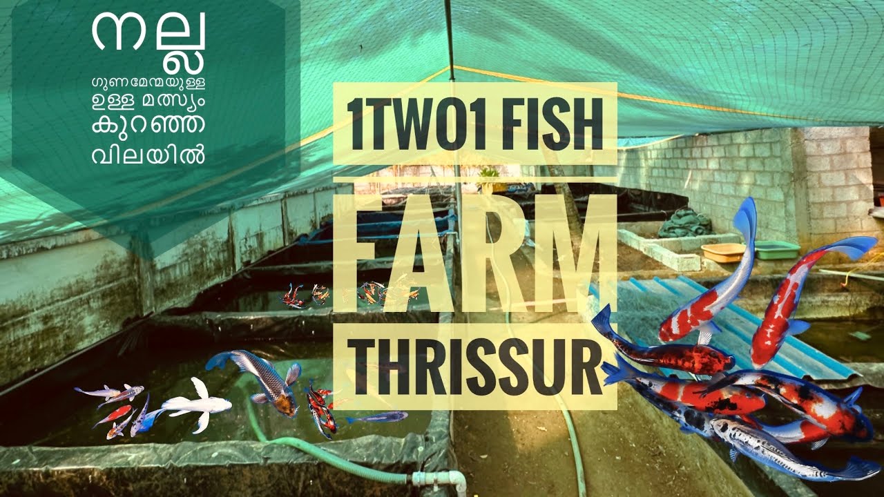 Good quality fishes at cheap price | ornamental fishes wholesale and retail | thrissur fish farm|