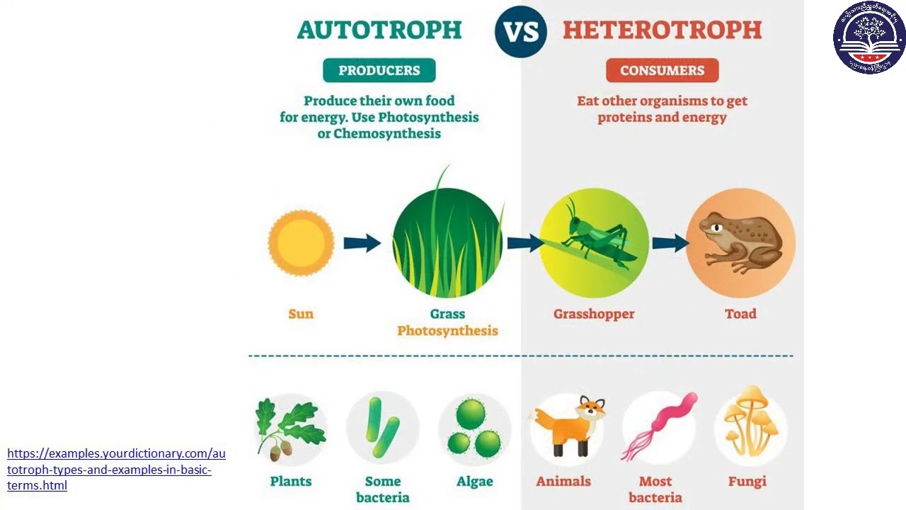 Grade 10 Biology, Chapter 4, Part 1