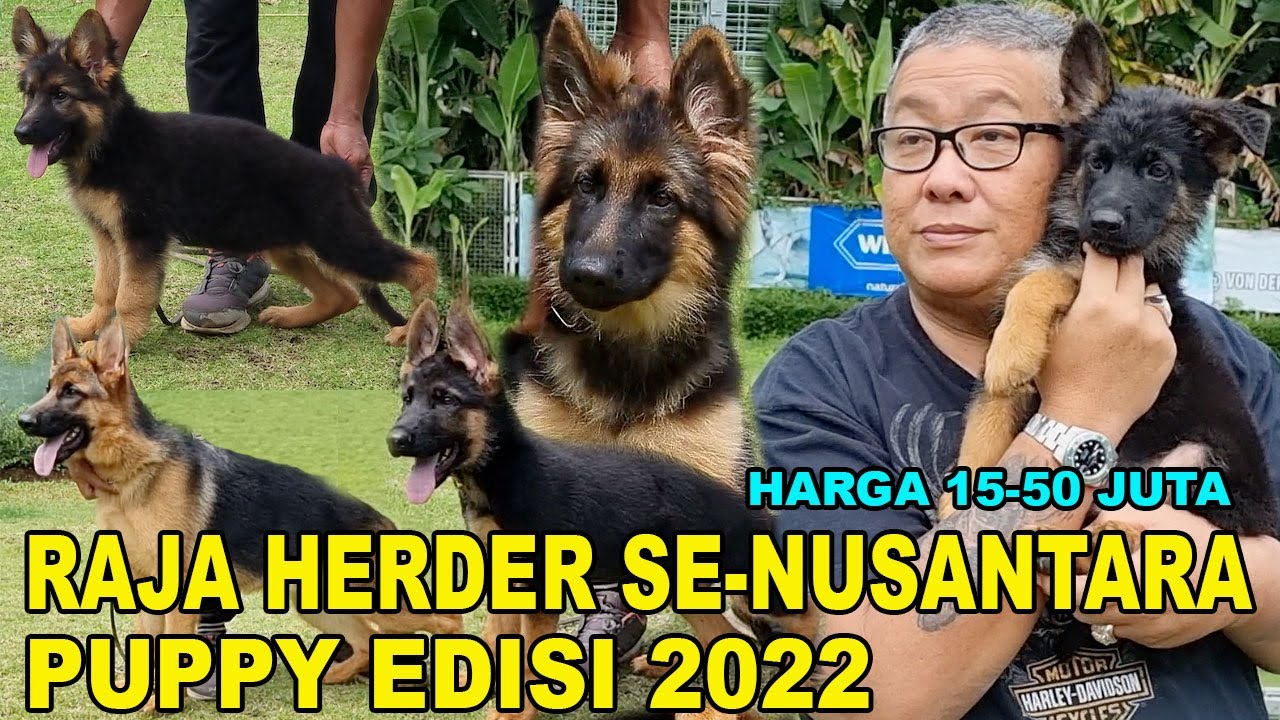 PUPPY HERDER EDISI TAHUN 2022 BERAPA HARGANYA? AGNEW TANTO RAJA HERDER SE-NUSANTARA