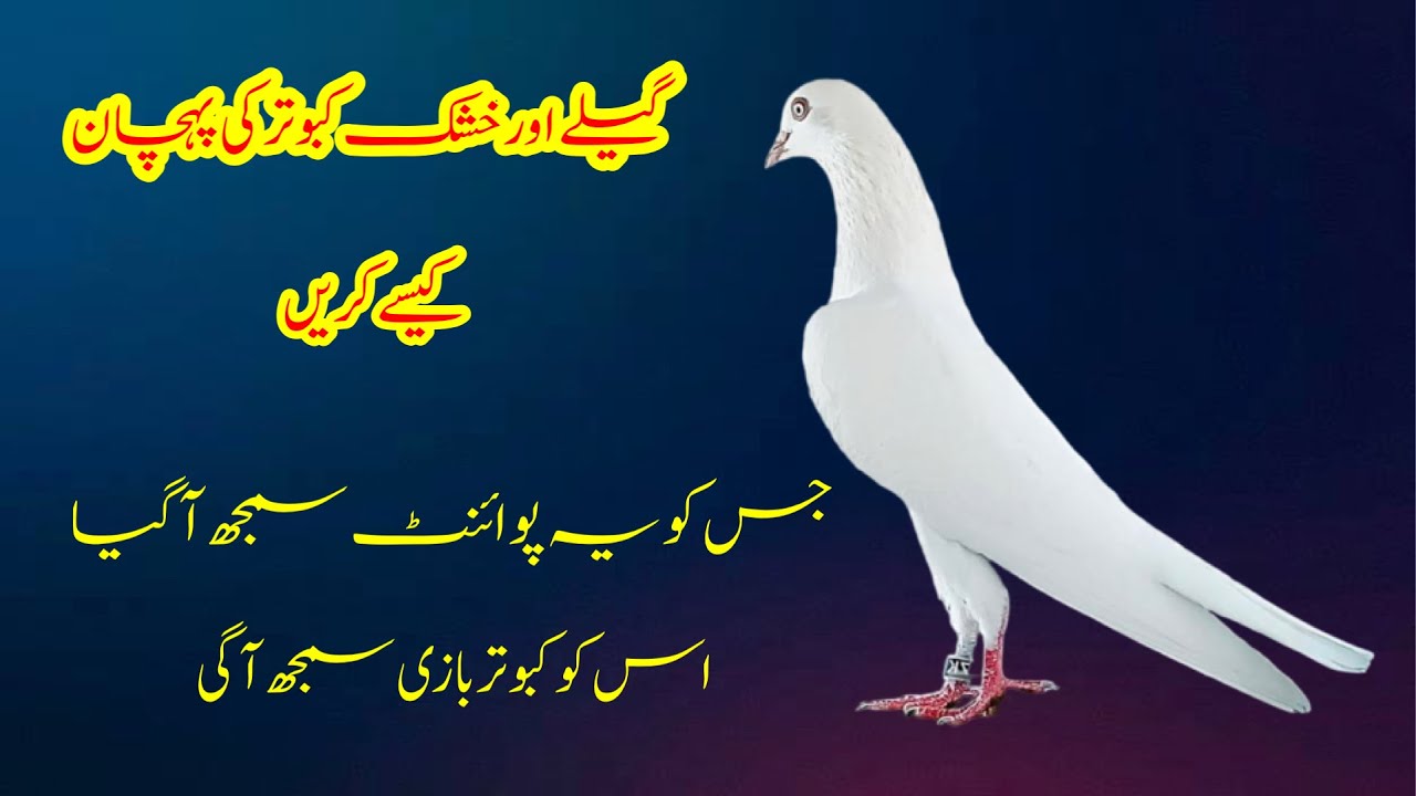 Ghely Aur Khushk Kabootar Ki Pehchan Kise Kren || Afzaal Pigeons