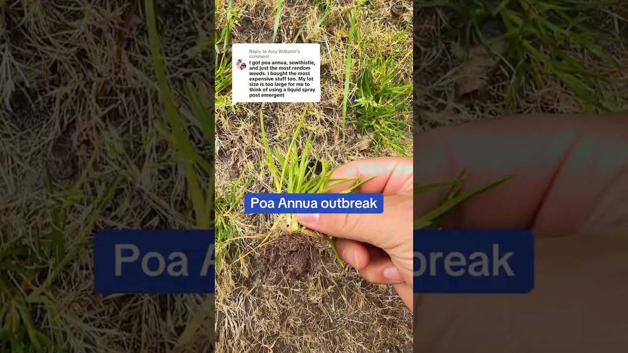 Poa Annua is tough