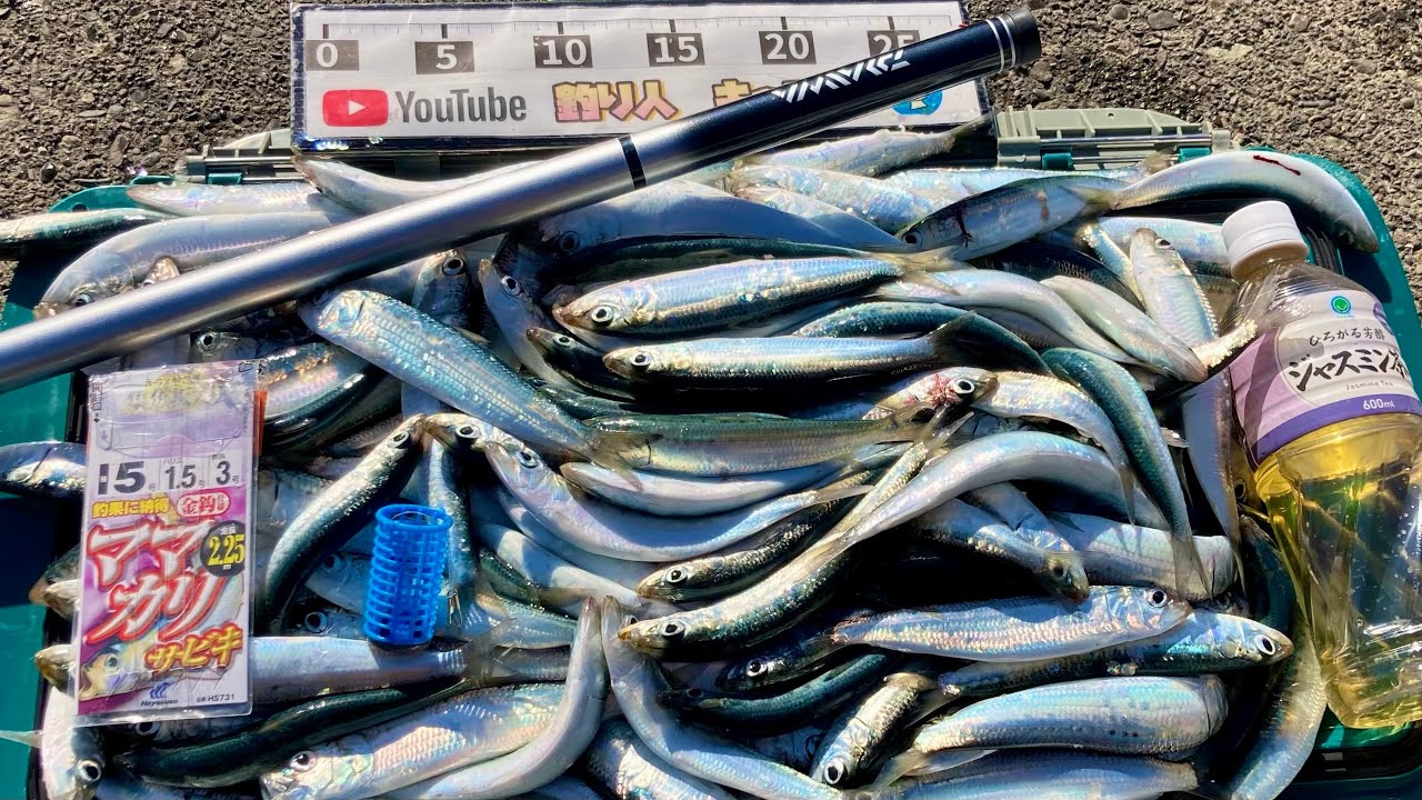漁港で座ってイワシ50匹釣った道具と仕掛け、サビキと餌がコレ