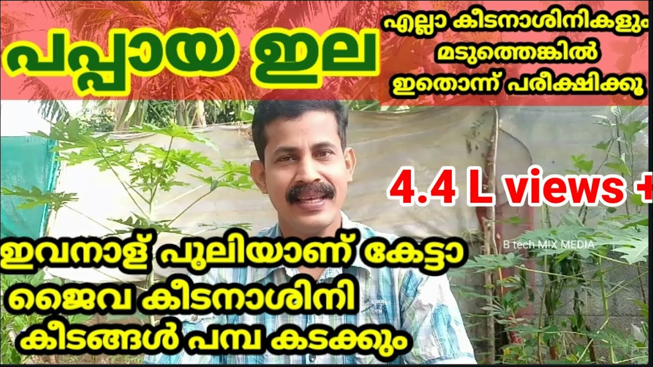 പപ്പായ ഇല കൊണ്ട് സകല കീടങ്ങളും പമ്പ കടക്കുന്ന കിടിലൻ കീടനാശിനി papaya Leaves as Organic Pesticide