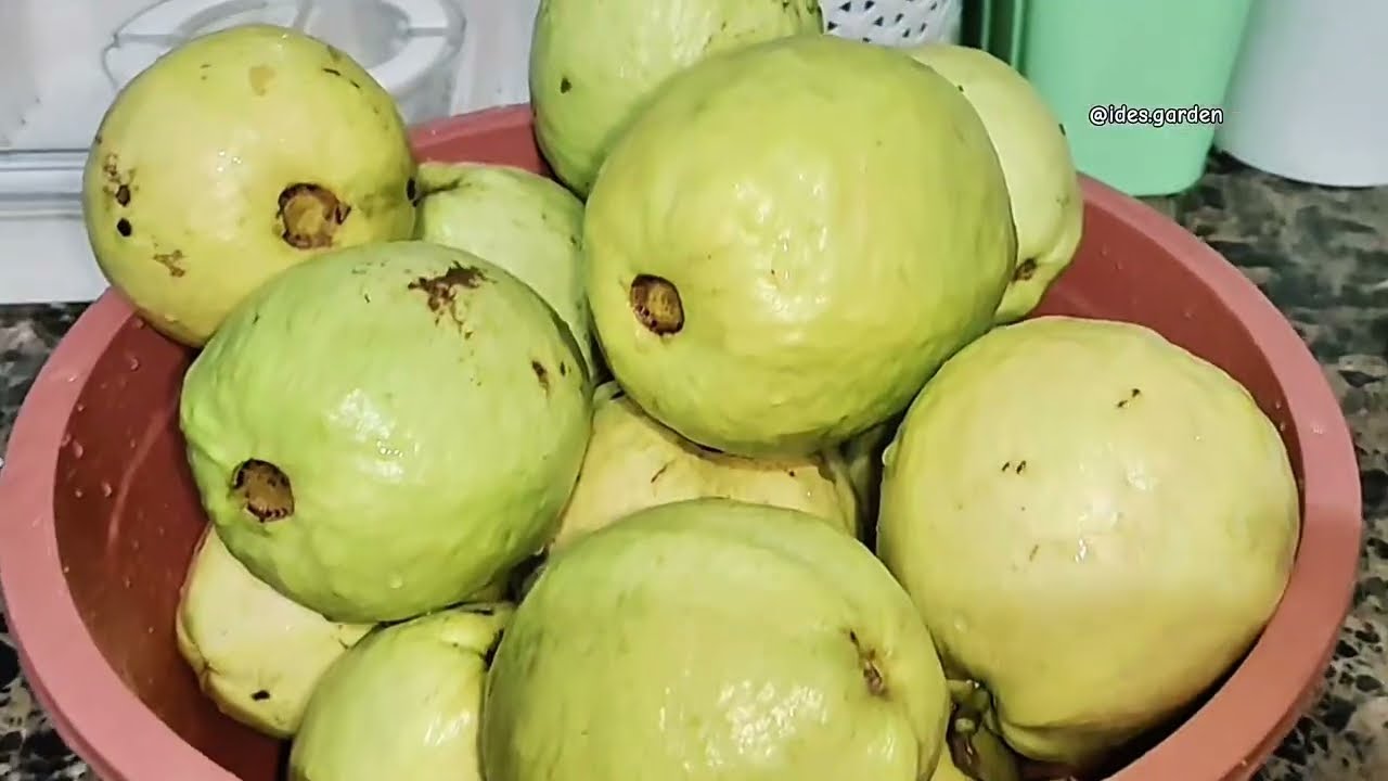 Kegiatan Sore di Kebun ; Panen Jambu dan Kasih makan Ikan #gardening 
