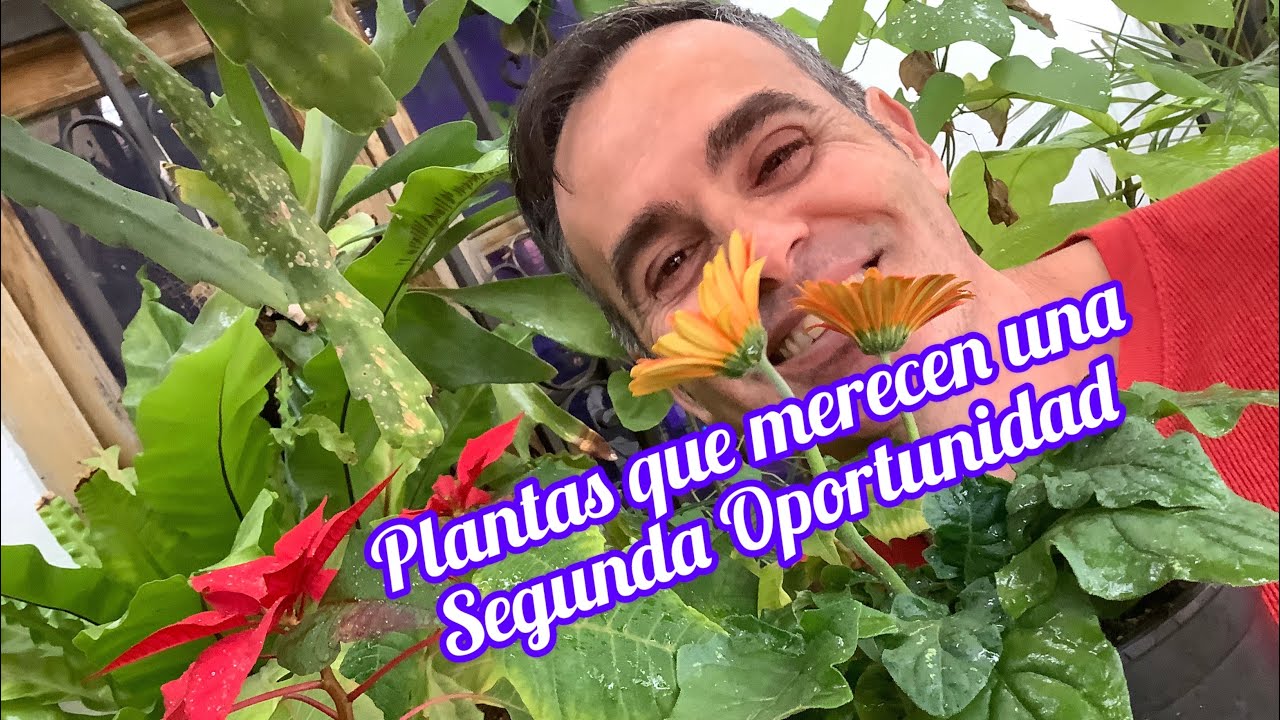 Plantas que merecen una segunda oportunidad CAP 237