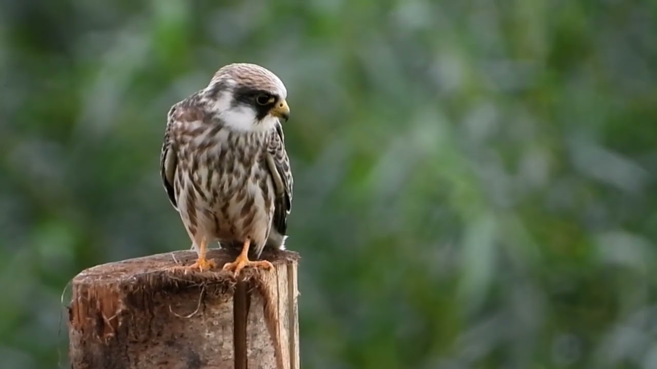 Zeldzaam: Roodpootvalk /Rare: Red-footed Falcon / Falco vespertinus) (Juvenile)