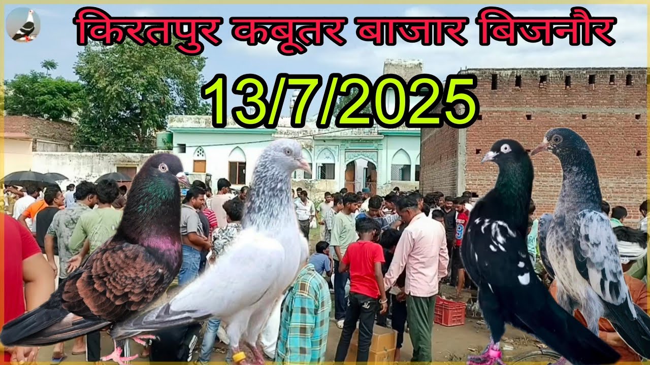 KIRATPUR KABUTAR BAJAR JILA BIJNOR/ किरतपुर इतवार बाजार बिजनौर 13/7/2025