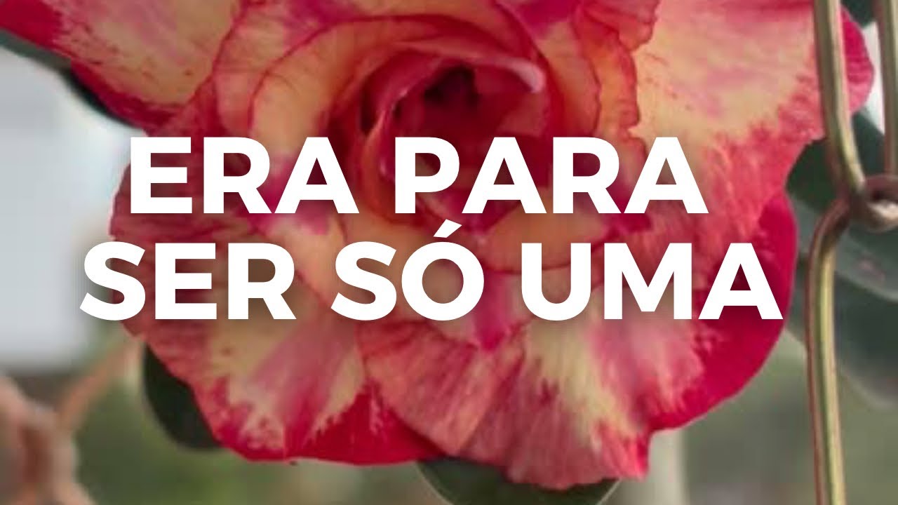 Minha coleção de Rosas do Deserto