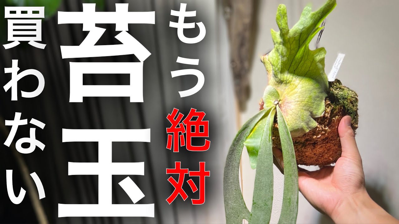 【お店で売ってる】