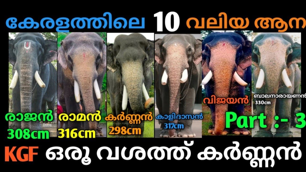 💝👌കേരളത്തിലെ ആനകള്‍ ഒരുവശത്ത്💯💯 kgf 2 | part:-3  MangalamkunnuKarnan vs pattath sreekrishnan