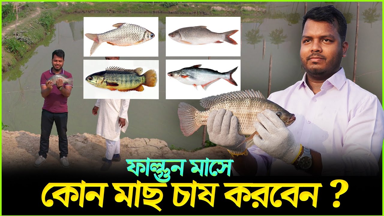 ফেব্রুয়ারি মাসে কোন ধরনের মাছ চাষ লাভজনক || ফাল্গুন মাসে কোন মাছ চাষ করবেন || Shakib Agro