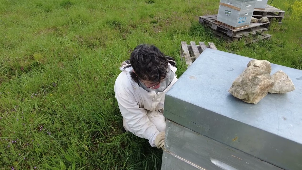 Pourquoi contrôler le varroa dès le printemps?