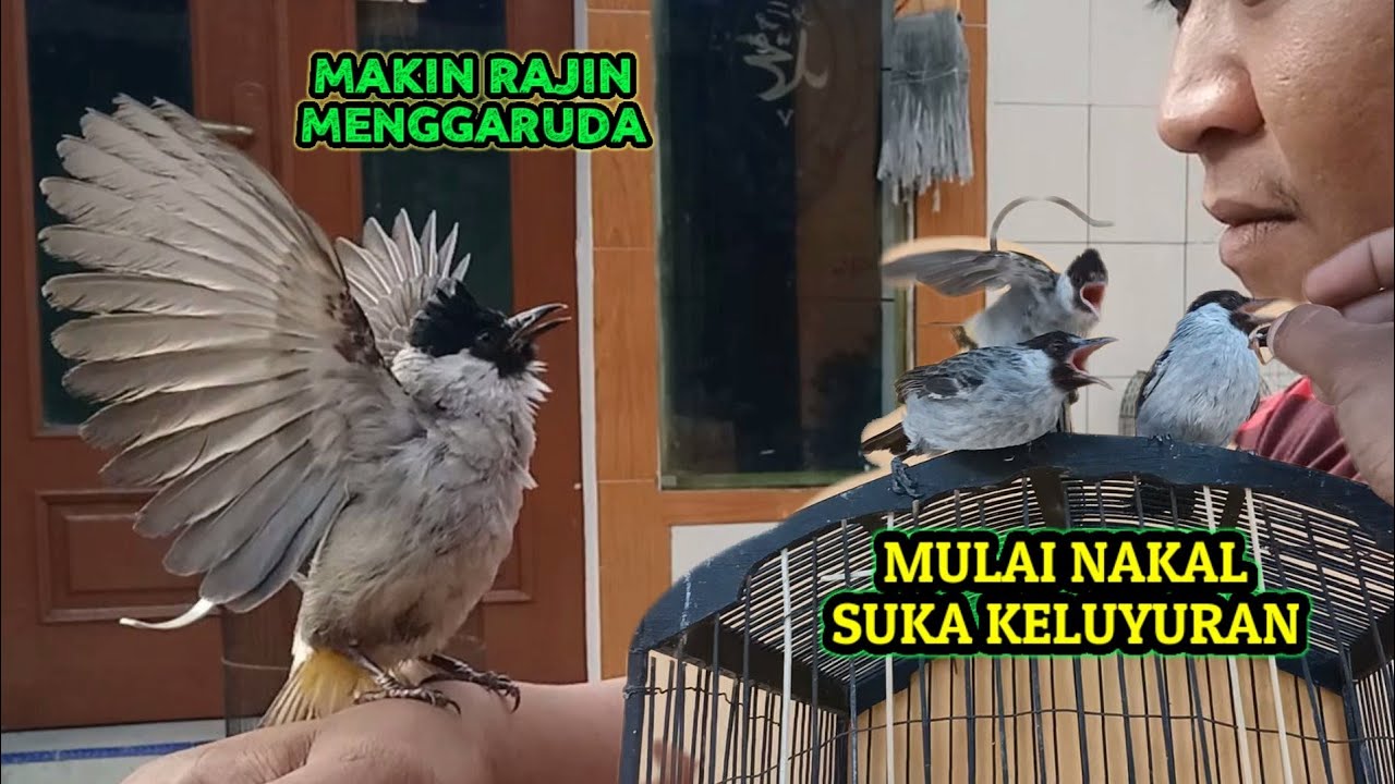 3 bocil kutilang yg mulai nakal & suka keluyuran