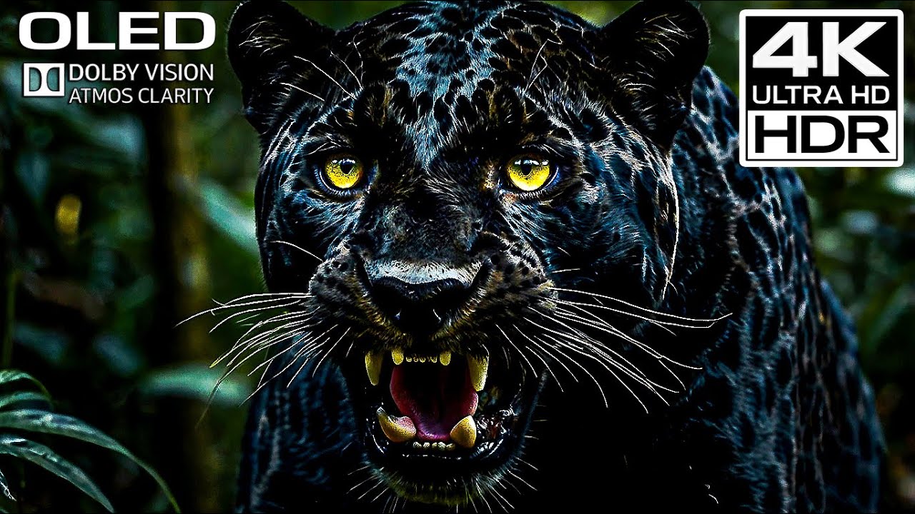 Jaw-Dropping 4K Ultra HD OLED Dolby Vision Atmos Nature (Relaxing HDR Wildlife Film)