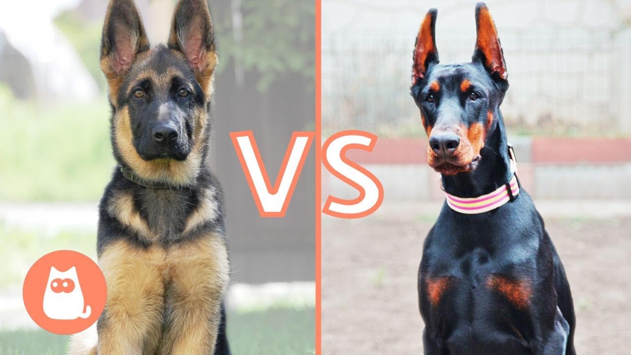 Pastore Tedesco VS Dobermann 🐶⚡ Quale scegliere?
