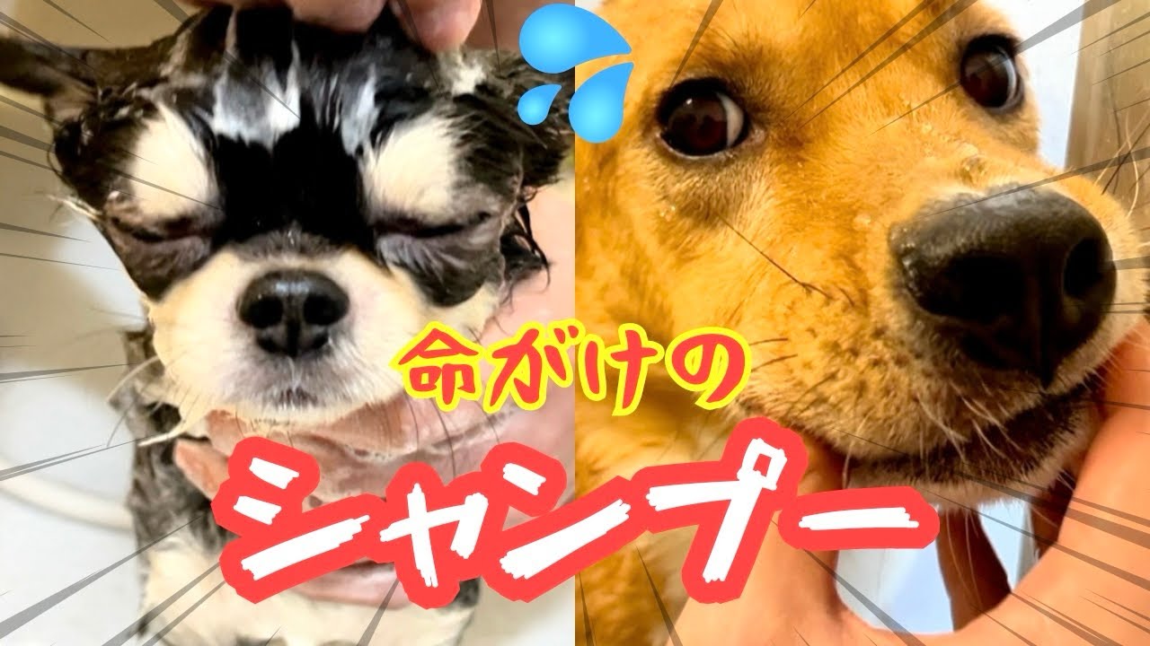 【激かわ】愛犬たちのお風呂タイムをご覧あれ♡