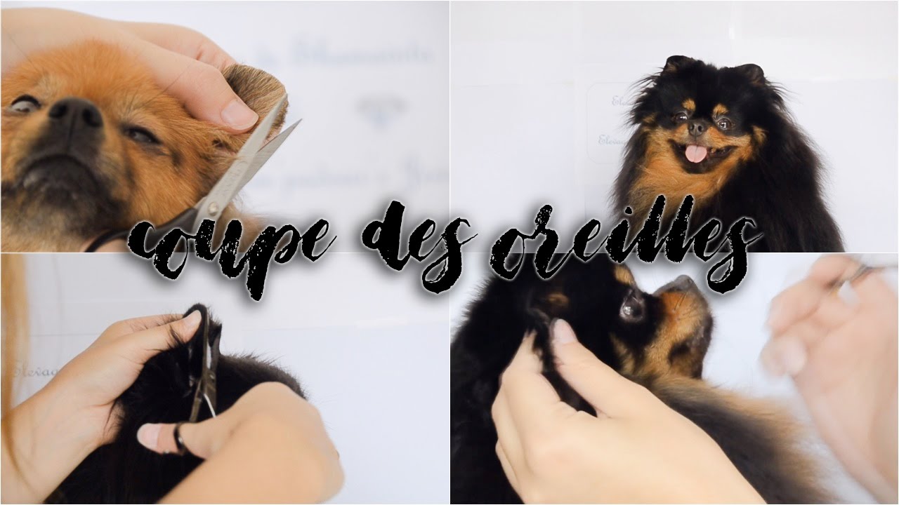 Leçon #1 - La coupe des oreilles entre Allemand & Poméranien