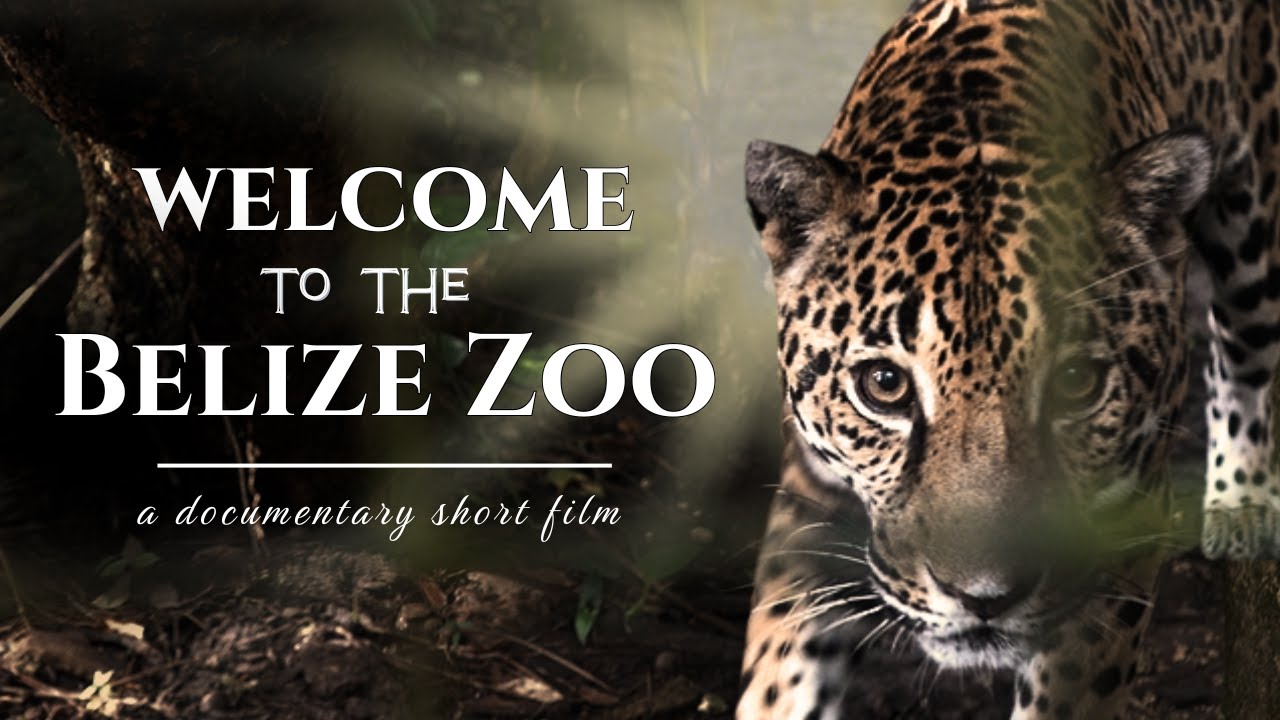 WELCOME TO THE BELIZE ZOO | Short Film Documentary
