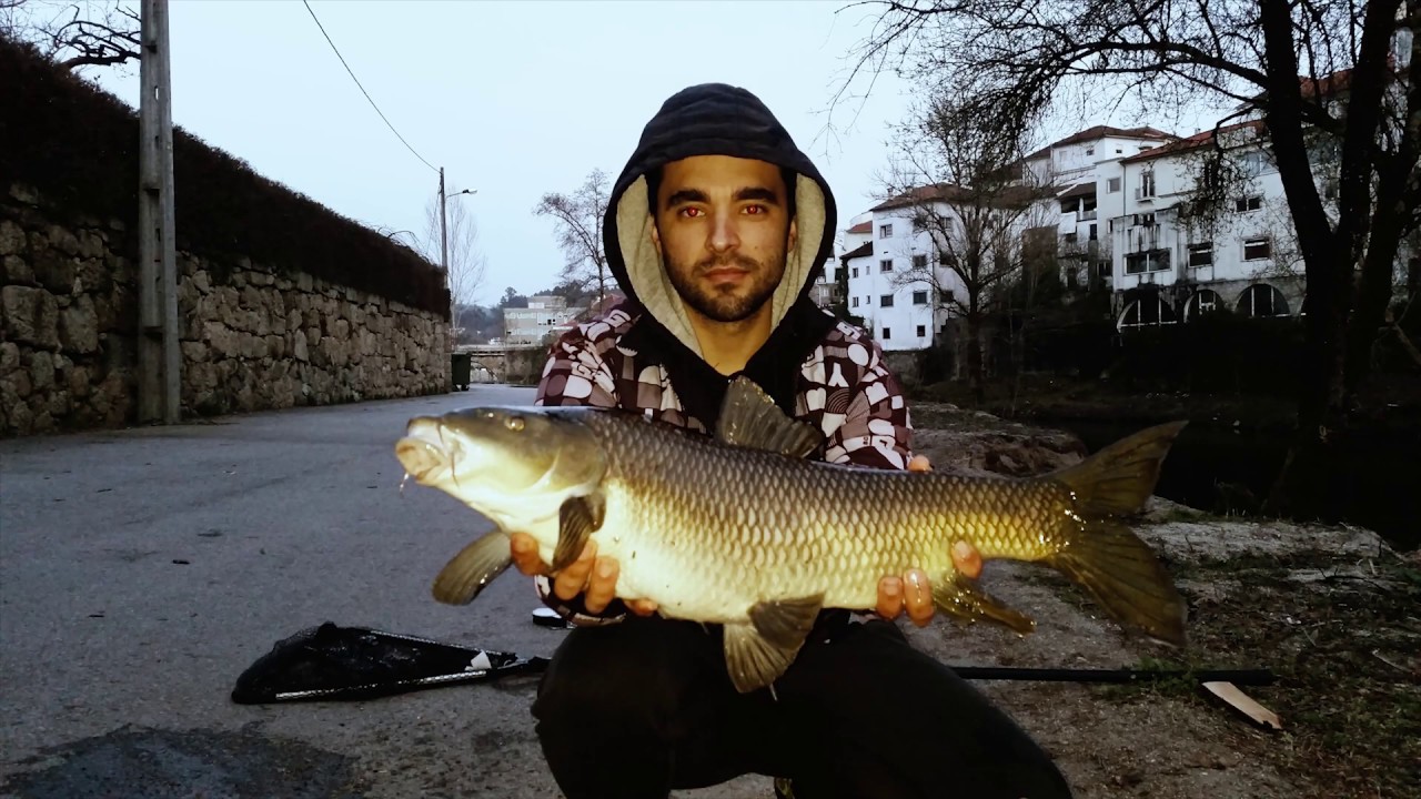 Pesca ao Barbo  5 kilos