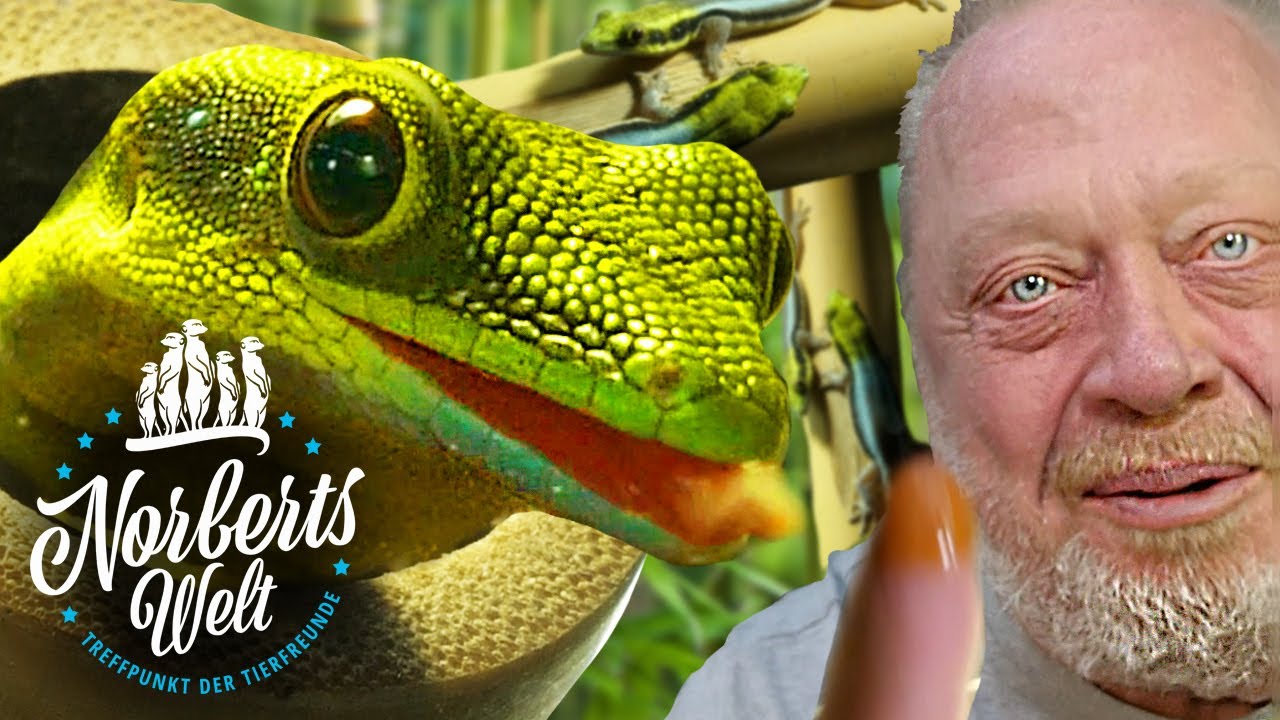 Wir probieren Geckofutter! 🤮 | BLAUER 