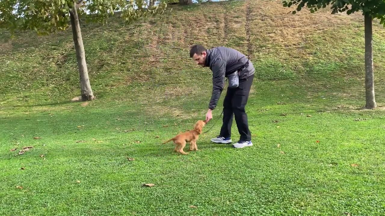 3 Aylık Yavru Köpekle Yuvarlan Eğitimi - Trick Yuvarlan