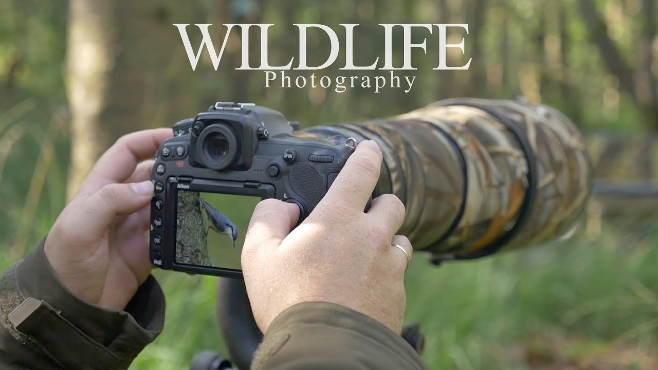 EMOTIONAL MOMENTS IN THE FOREST || WILDLIFE PHOTOGRAPHY - small birds and red squirrel
