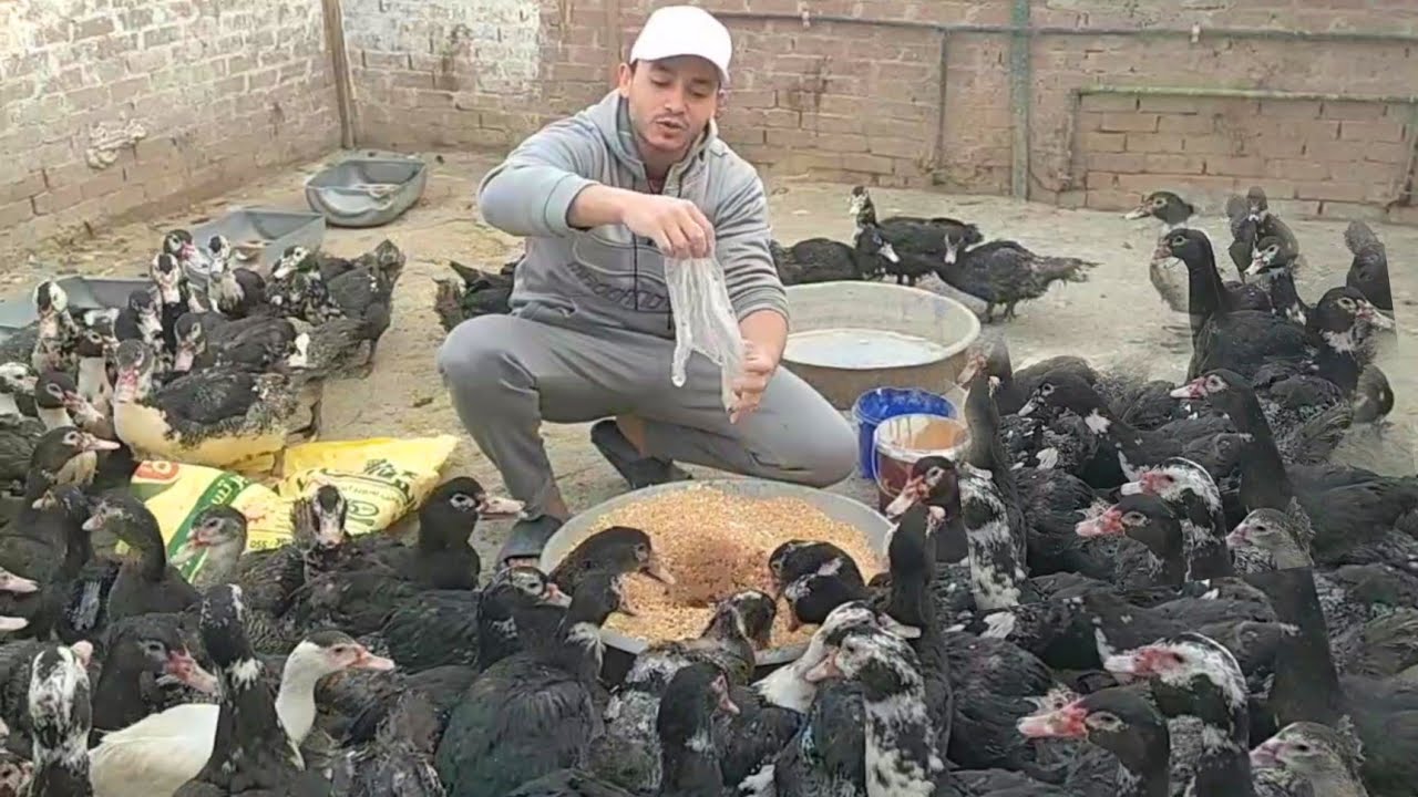 صدمه كبيره مش هتصدق شكل وحجم البط بعد الخلطه هاتسمن البط ويربى لحم عجول لو عايز البط يوصل7كيلو رمضان