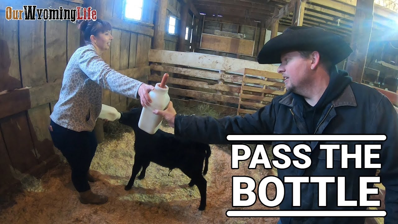 The Care and Love of Bottle Calves