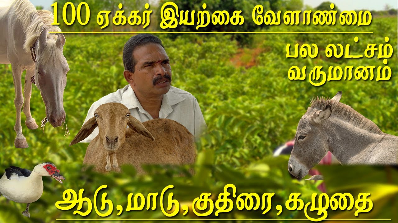 100 acres of agriculture and organic farming managed by 2 men and horse donkeys cows Bulls and goats