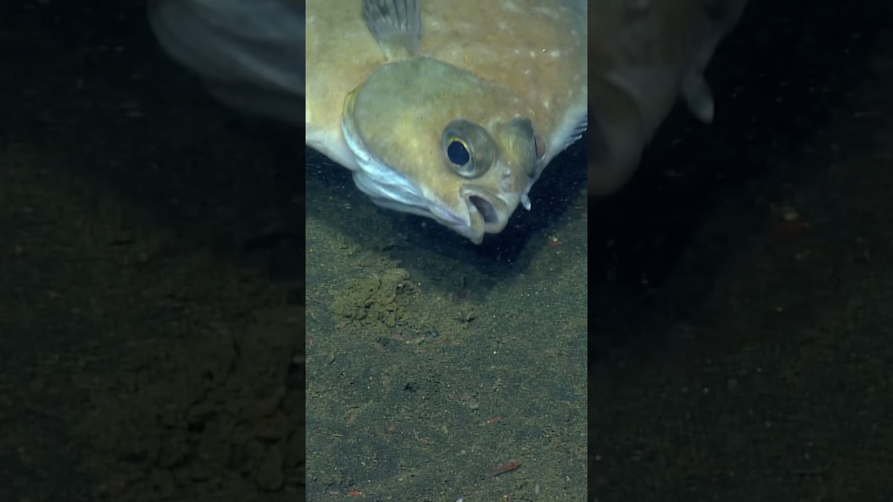 Fin-tastic flatfish 🤠